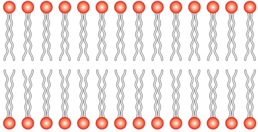 bicamada fosfolipidica