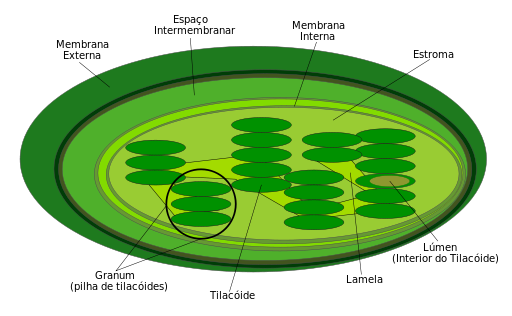 Cloroplasto