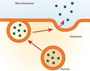 Exocitose