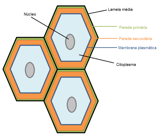 parede celular