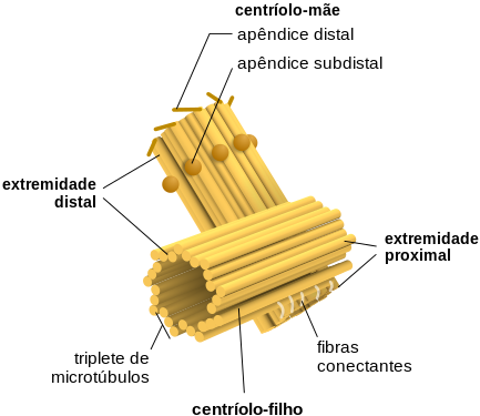 Centriolo