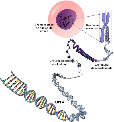 cromatina