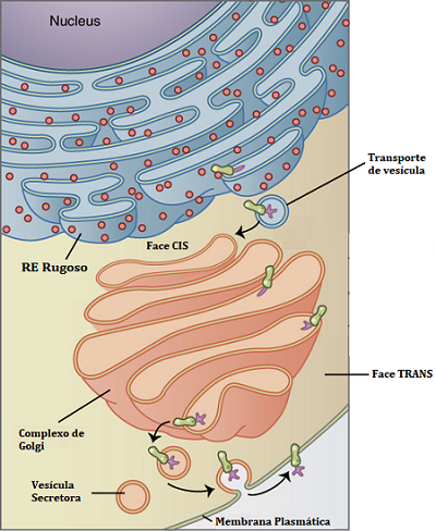 Complexo de Golgi