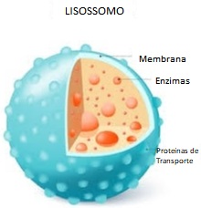 Lisossomo