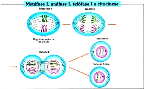 Meiose I