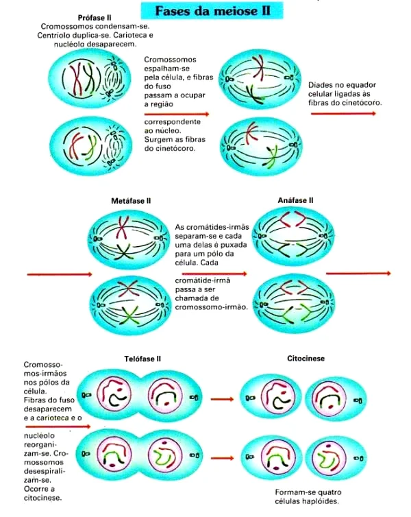 Meiose II