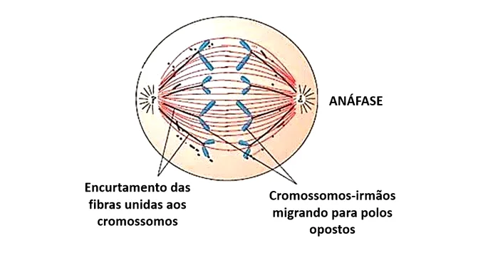 Anáfase