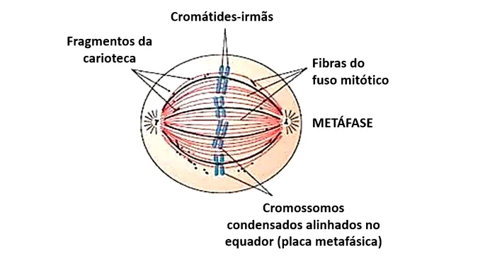 Metáfase