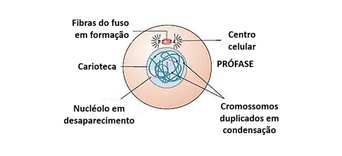 Prófase