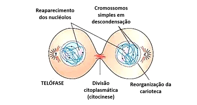 Telófase