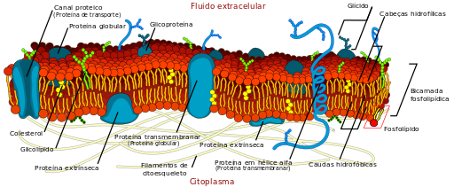 membrana plasmática