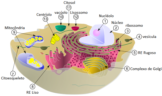 organelas