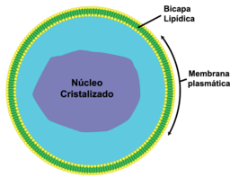 Peroxissomo