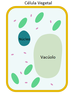 Vacuolo